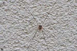 Opiliones • Dasylobus graniferus