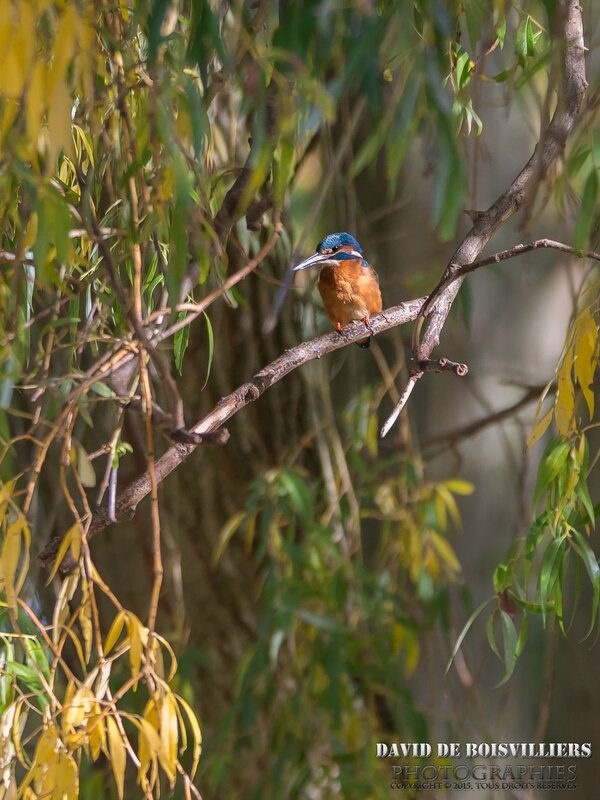 Martin-pêcheur d'Europe (Alcedo atthis)