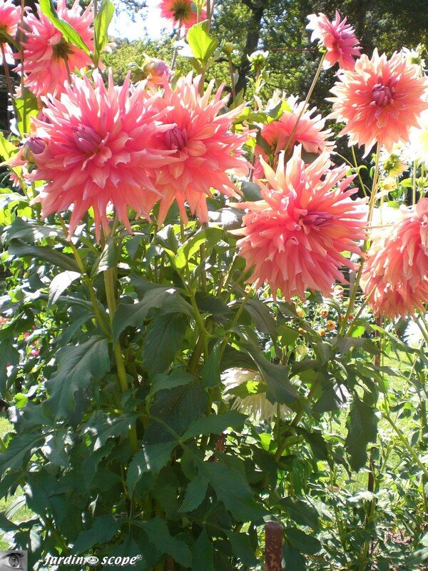 Un bouquet de dahlias sur pied