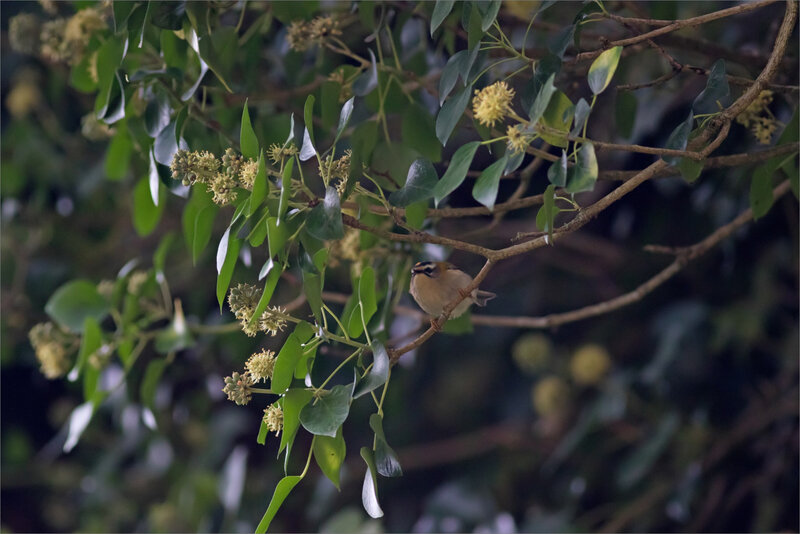 oiseau roitelet lierre matin 171018 2