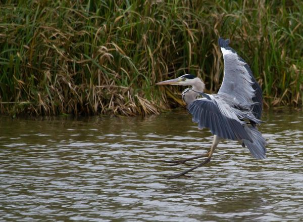 bout-de-bois-heron-11-7375