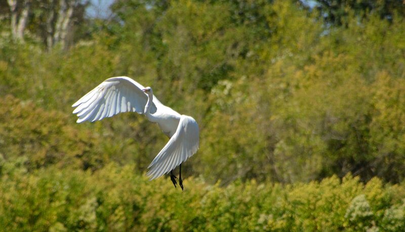 le teich redim