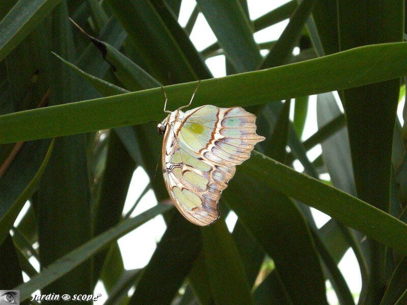 Siproeta steneles • Nymphalidae • Costa Rica