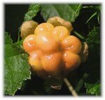 cloudberry5