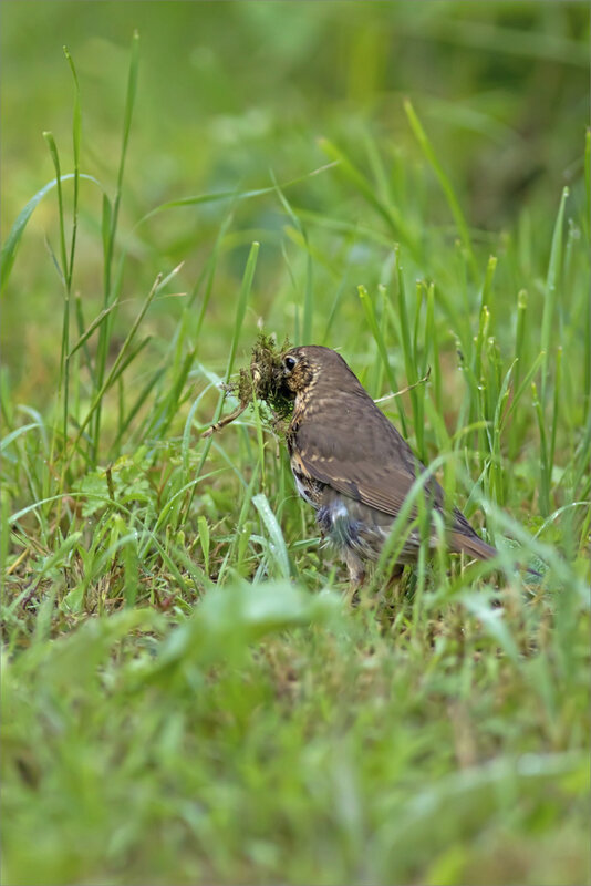 oiseau grive matériau bec 310519 4