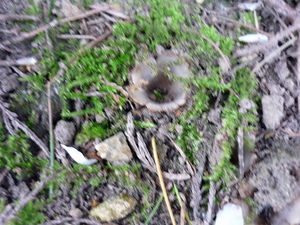 geopora_sumneriana_3