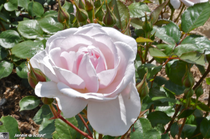 Rosier 'Jardin de Granville'®  (Evanrat)