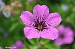 Jardin-François-0033