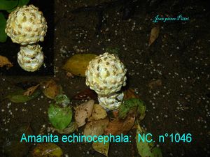 Amanita echinocephala n°1046