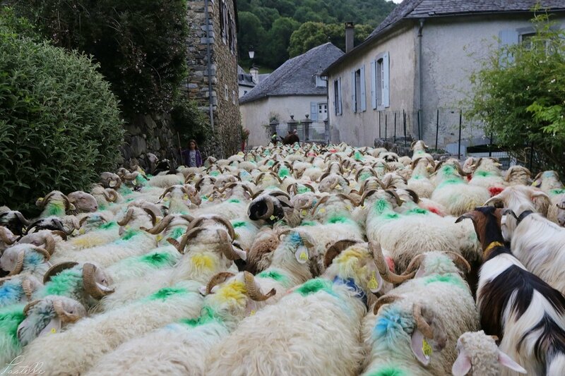 Transhumance_A99A4383