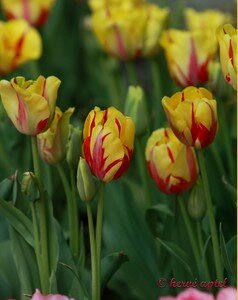 IMG_2299copie2