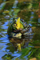 Grenouilles en corps a corps