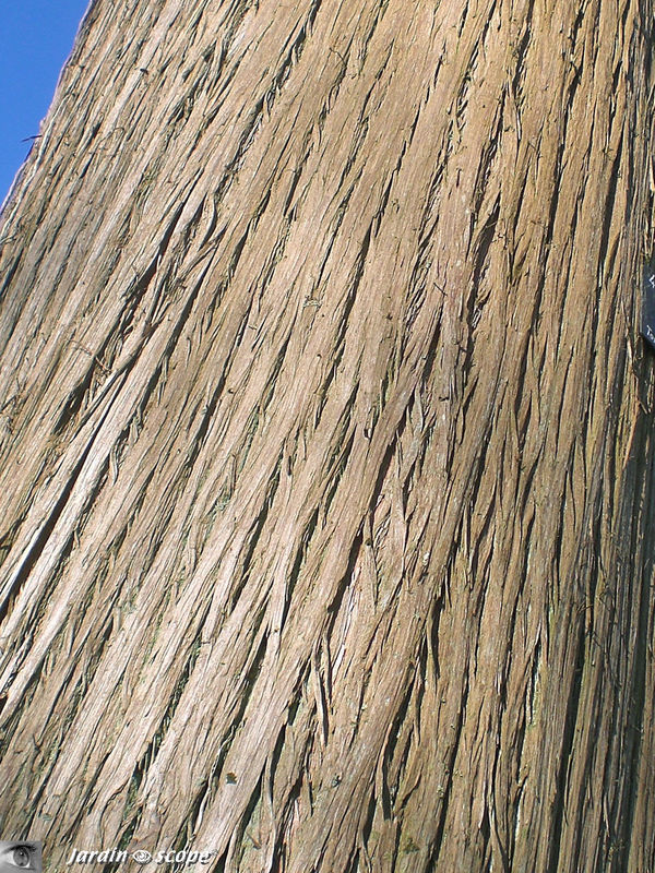 Cyprès chauve • Taxodium distichum • Famille Taxodiaceae