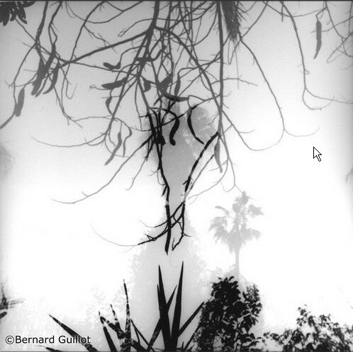 bg_branches