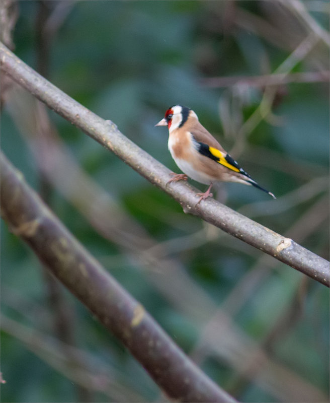 Oiseau Chardonneret 240124 2