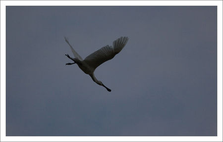 MS_spatule_soir_nuages_pluie_3_180709