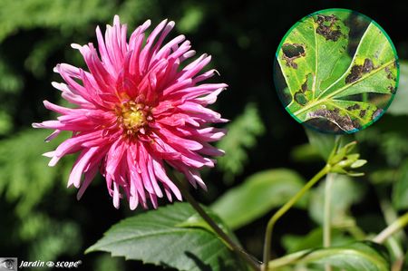 Taches-foliaires-des-dahlias