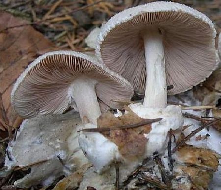 Volvariella1