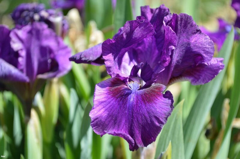 190501_iris_val_drome_1