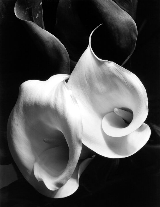 Imogen Cunningham. Lys.