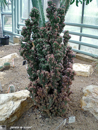 CIMG1466_Cereus