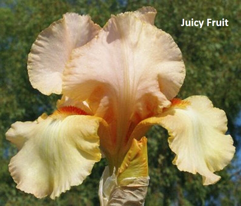 iris Juicy Fruit