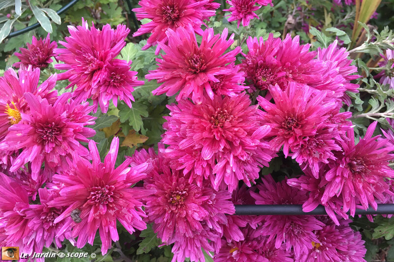 Chrysanthème