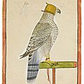 A favourite falcon of Raja Balwant Singh of Jasrota, attributed to <b>Nainsukh</b> of Guler, Jasrota, dated 1737