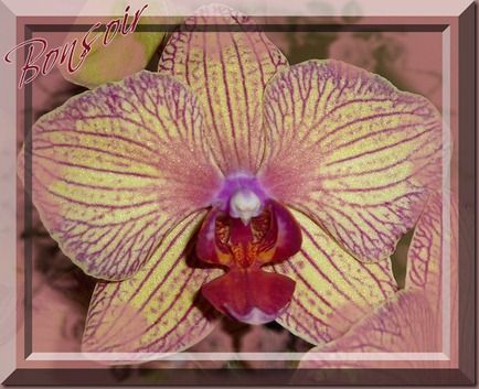 bonsoir orchidée