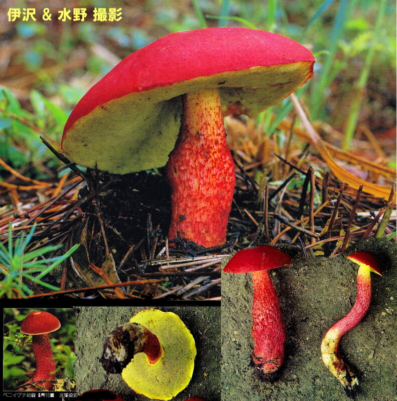 Heimioporus_Boletellus_IOH_355_mont