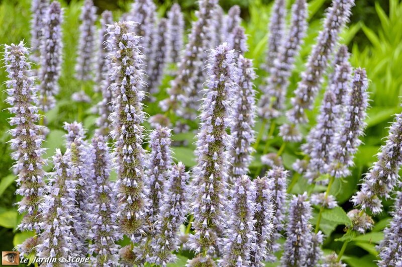 Agastache-Blue-Fortune-2