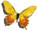 papillon_glitter