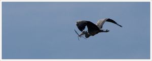 heron_transport_9_MS_280209