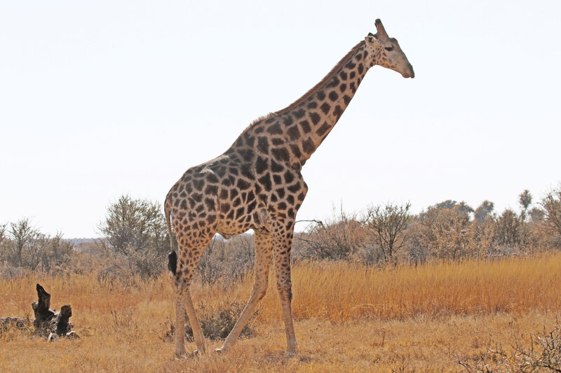 19dino