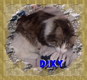 Dixy