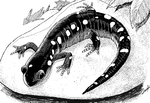salamandre