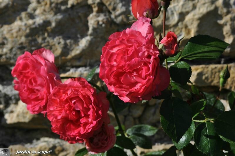 Rosier Rose des Blés