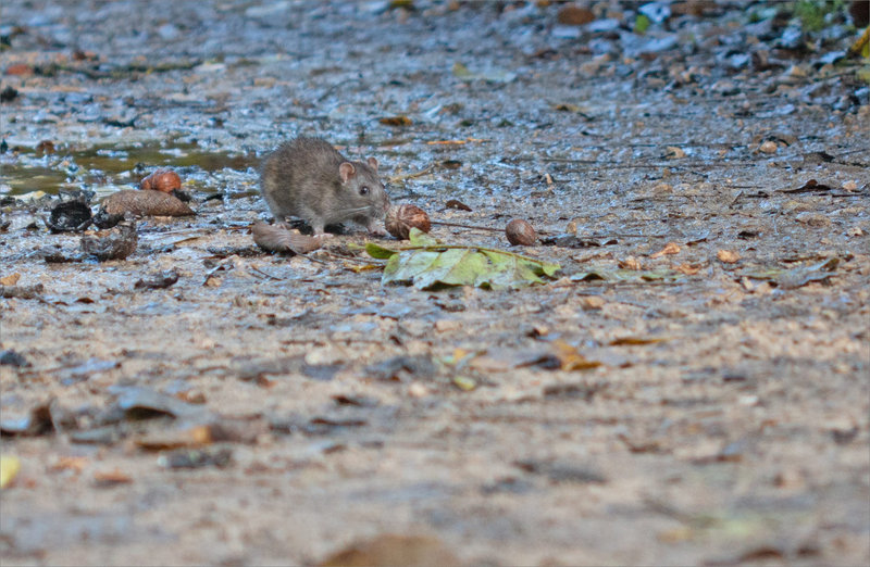 Rat noix 161022 ym 10
