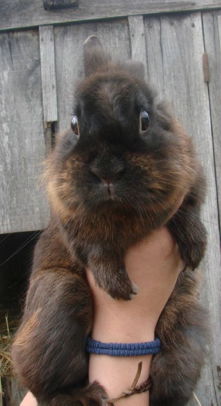 lapin 8