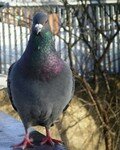 pigeon_compress