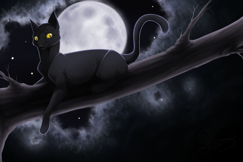 __________________moonlight_cat_______________________960669