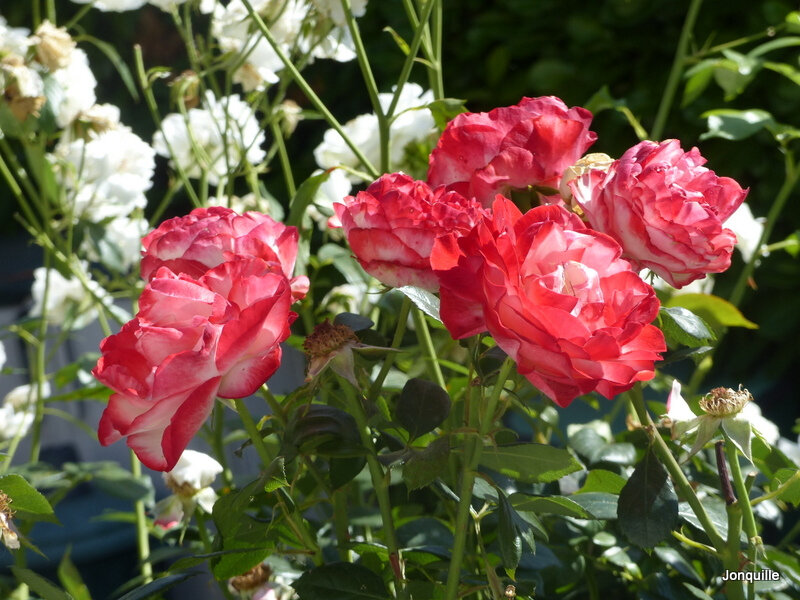Roses (2)