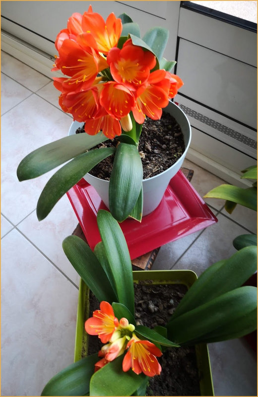 deuxclivias