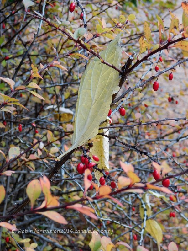 2016-11-06-ParcDesMoulins-DSCN4249