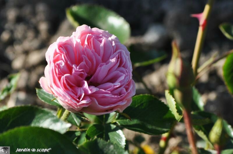 Rosier Jardin de Valloires