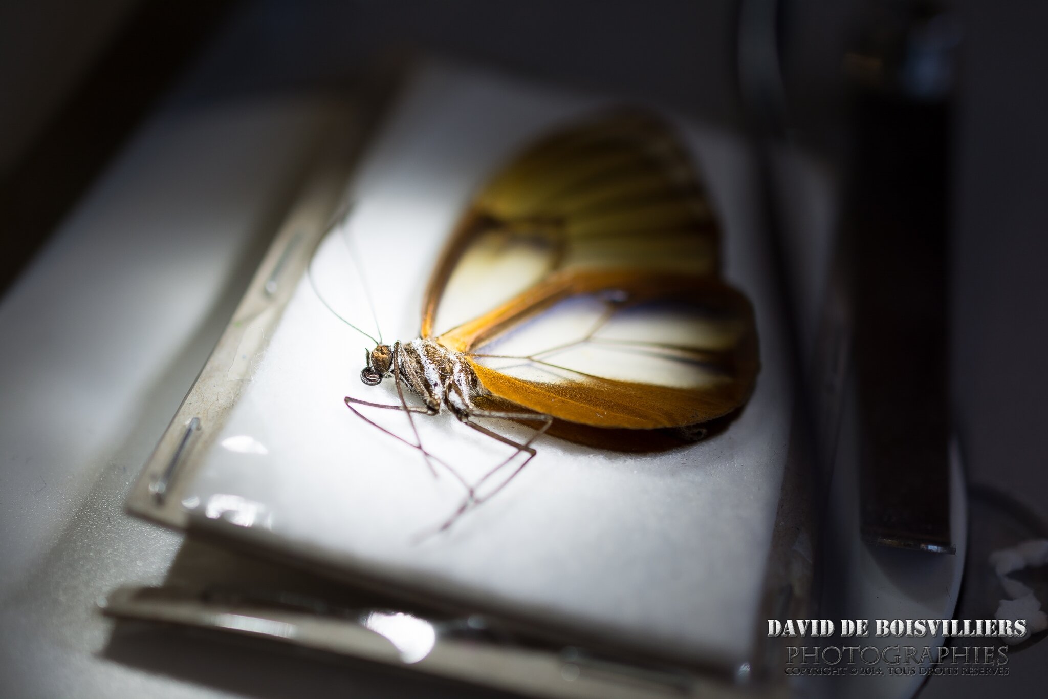 20eme Bourse Exposition Internationale aux Insectes 2014
