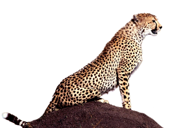 CheetaE