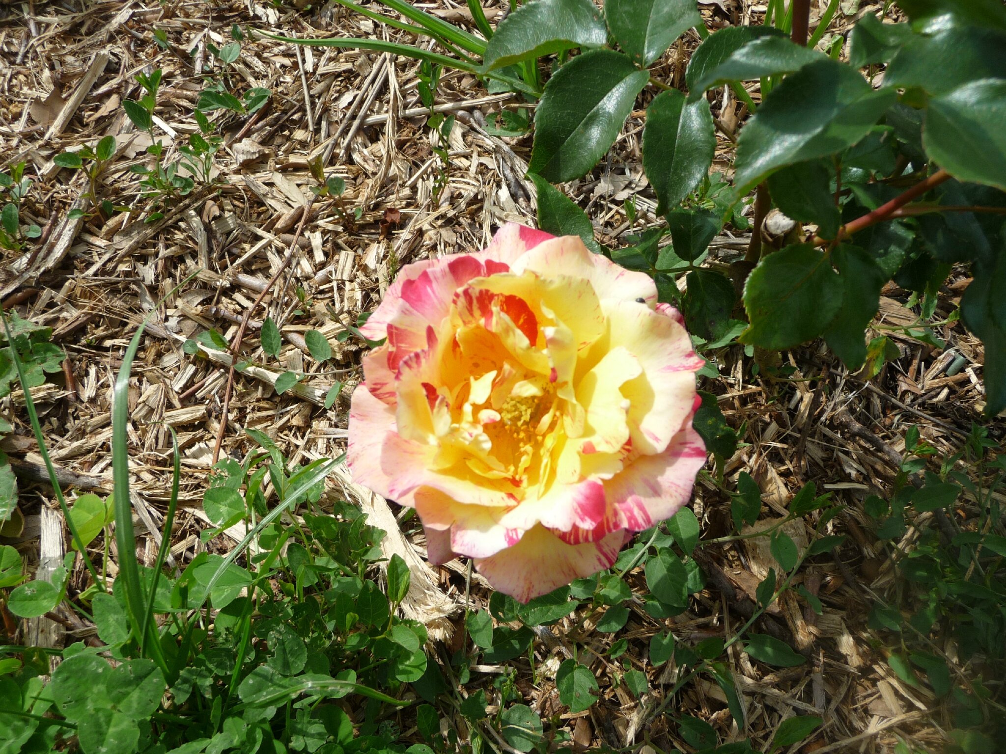 P1040259
