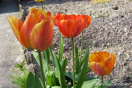tulipes_rouge_orang_e