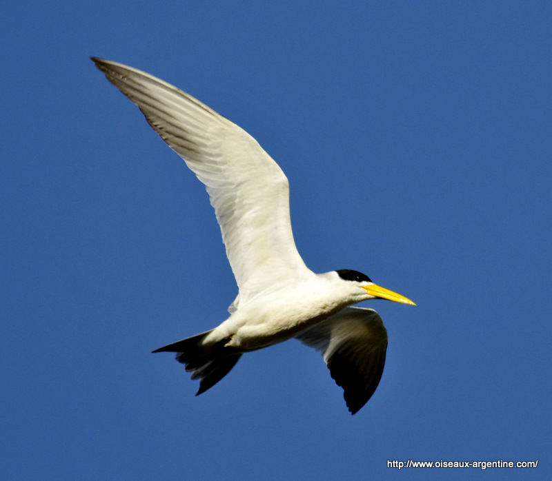 Sterne gros bec Phaetusa simplex Oiseaux d Argentine